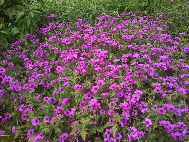 Geranium 'Patricia' Герань мелкотычинковая